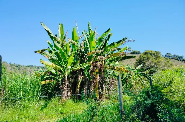 Sítio 44 hectares 