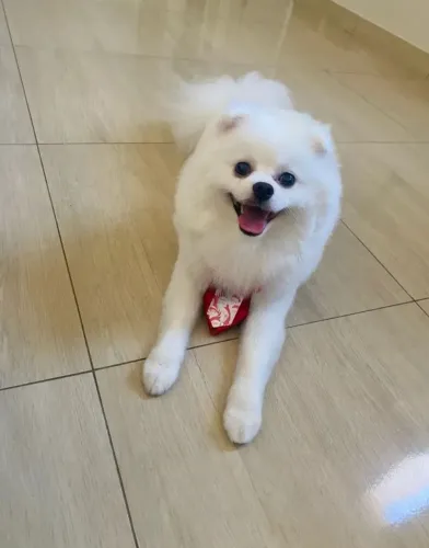 Spitz alemão (branco) - 1 ano