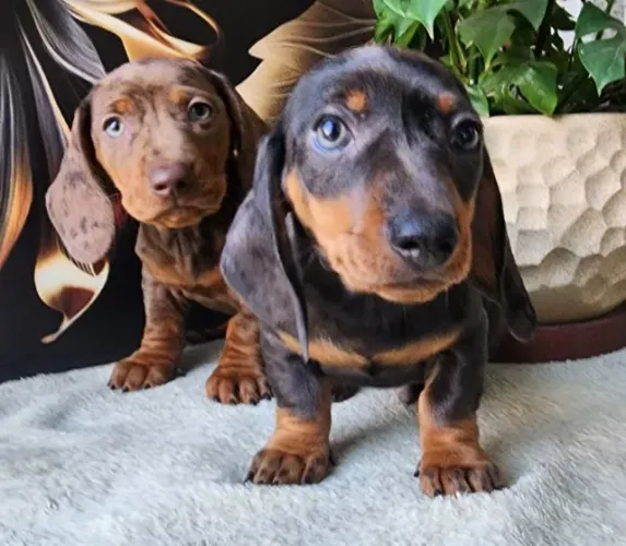 Encantadores Filhotes de Dachshund/Basset.