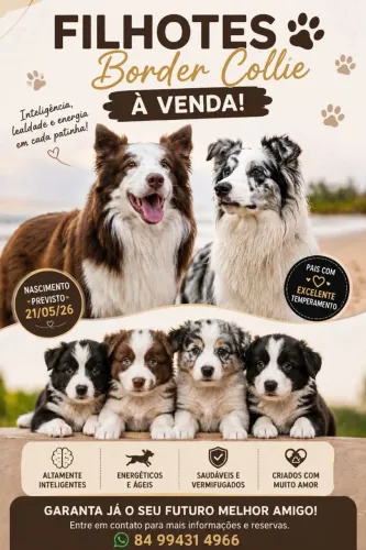 Filhotes Border Collie 