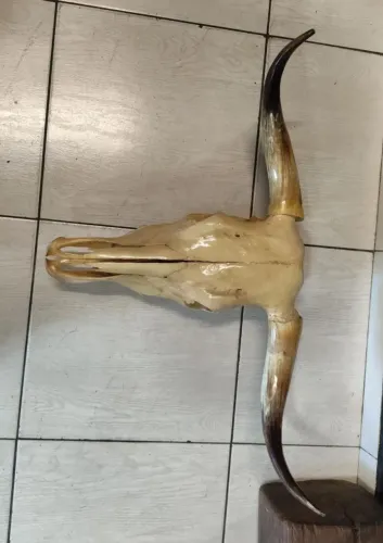 Crânio de Caracu Tratado