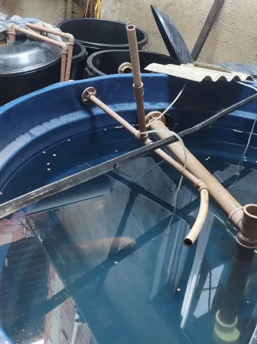 Aquaponia,sistema de criação de peixe