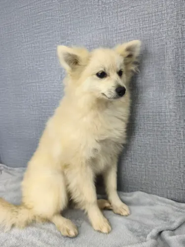 Spitz alemão macho
