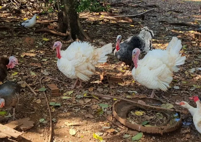 Peru Branco Macho