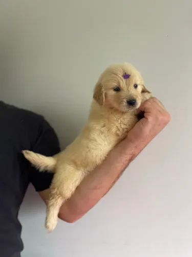 Filhote de Golden Retriever Puro com Pedigree 