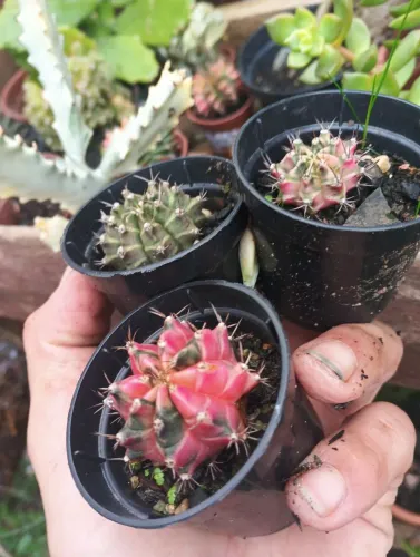 Cactos variegata vermelho