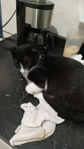 Doação gato macho, castrado, vermifugado, 11 meses, Osasco - SP