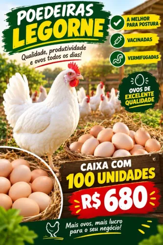 Pintainhas Poedeiras