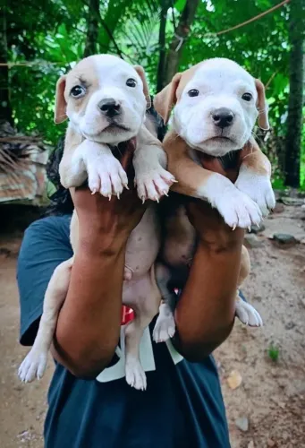 Pitbull - Quem Conhece essa Raça, Se Apaixona