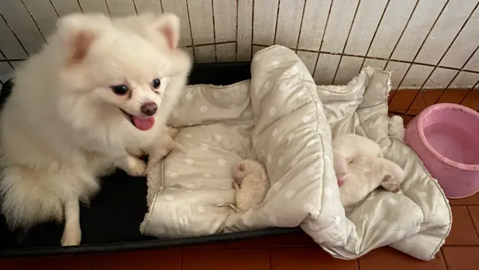 Lindas Fêmeas Lulu da Pomerânia / Spitz Anão Pedigree CBKC
