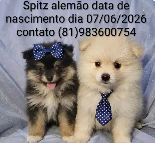 Lulu da Pomerânia