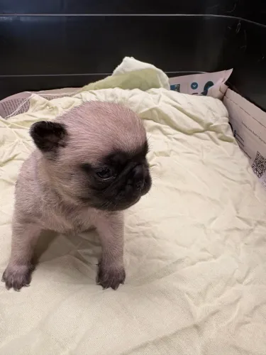 Pug Fêmea filhote