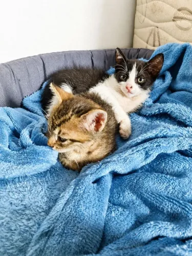 GATOS PARA ADOÇÃO