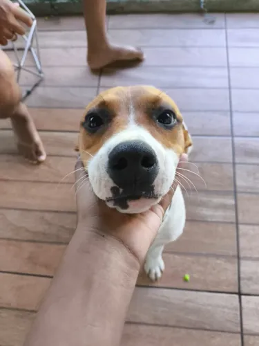 Lindo Cãozinho Vacinado e Dócil Procura um Lar (Urgente - Mudança)