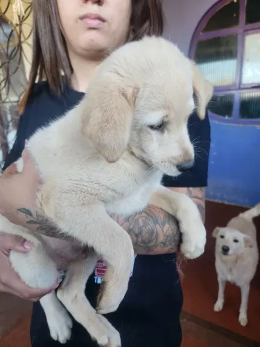 Doa-se filhotes de cachorro, Super Dócil