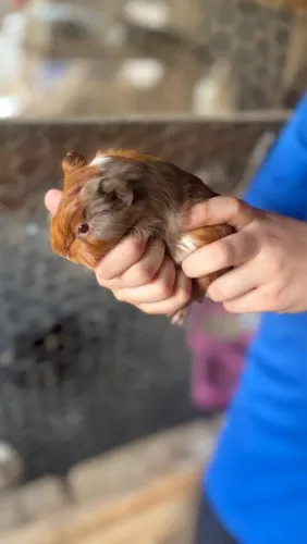 Porquinho da India