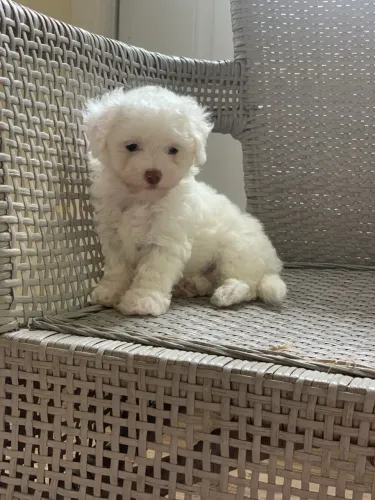 Fêmea poodle toy 