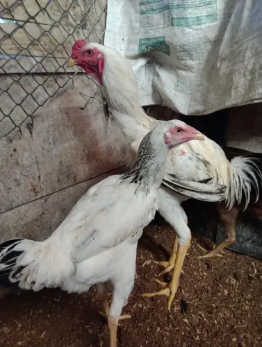 Índio gigante 