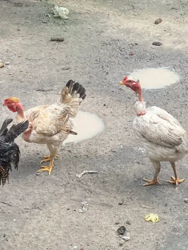 Frangos