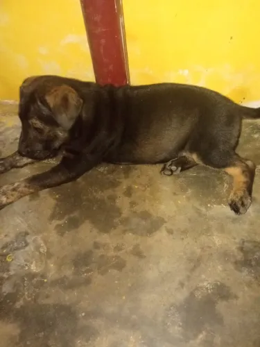 Cachorrinha mestiça raça pastor alemão com chow chow