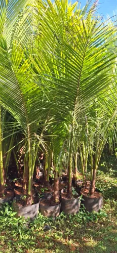 Coqueiro anão formado 2 anos