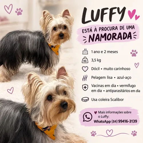 Uma namorada para o Luffy