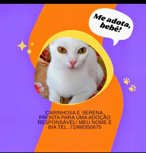 Gatinha linda pra Doação!