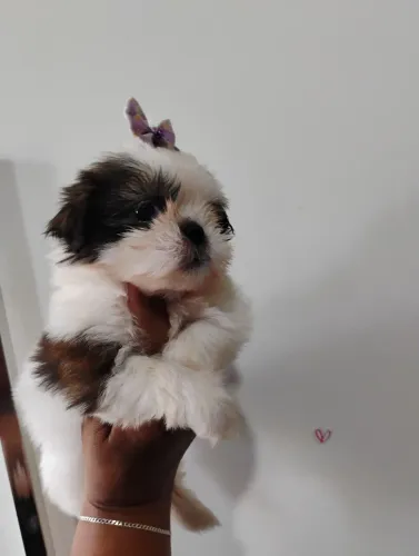 Shih Tzu