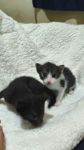 Gatos(a) para doação