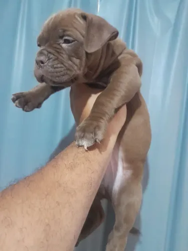 American bully Pocket fêmea, Somos de Bangu RJ. Zap *
