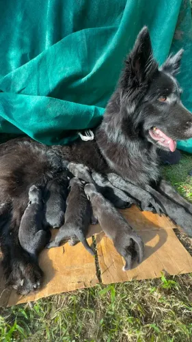 filhotes Pastor de GROENDAEL... LINDOS...