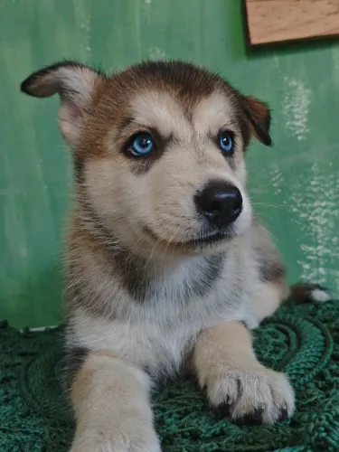 Filhotes de Husky Siberiano