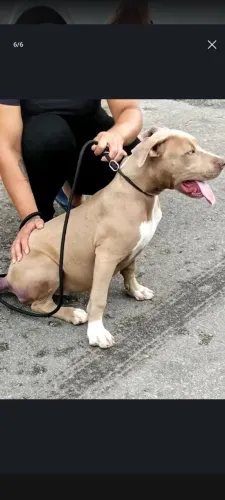 Cadela Pit monster quatro meses com todas as vacinas