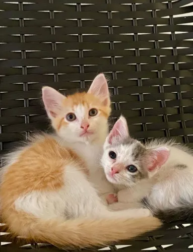 Gatinhos para Adoção. 