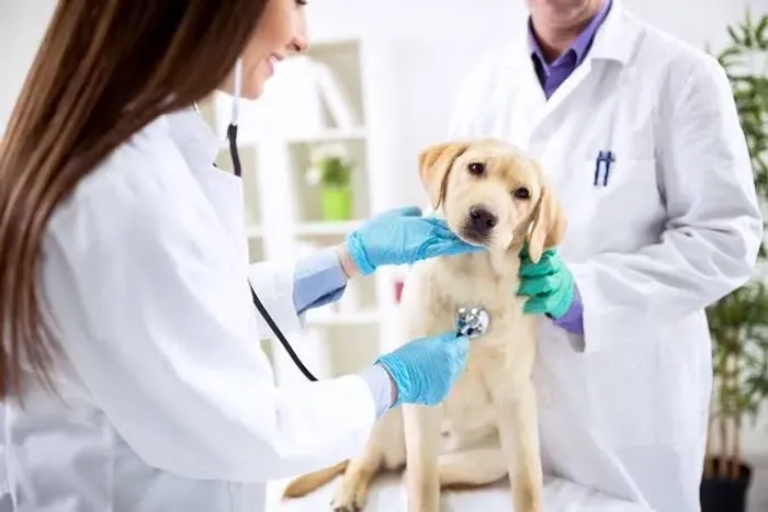 Oportunidade em clínica Veterinária 