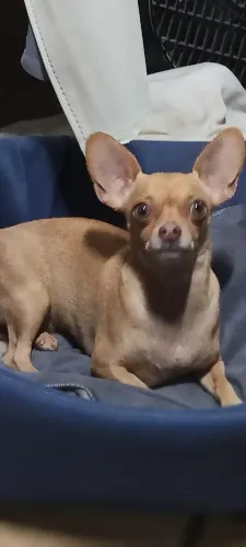 Pincher 1