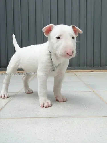 Bull Terrier Inglês Nunca te deixa sozinho