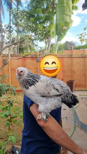 Galinha Brahma Linda
