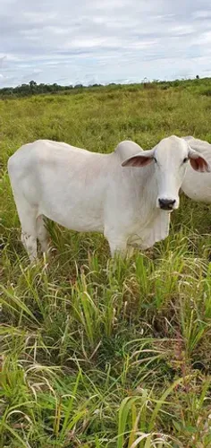 340 alqueires dupla aptidão há 240 km Belém do Pará