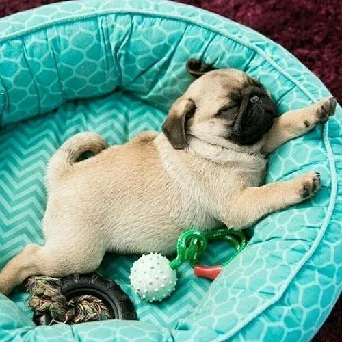 Filhote de Pug fofinho só te aguardando