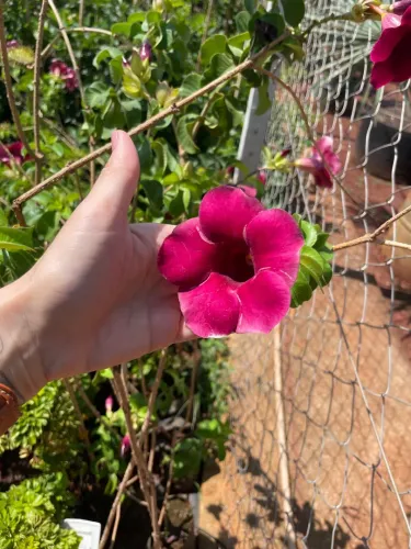 Mudas de Alamanda Amarela, Rosa e Roxa. Flores Lindas e Vibrantes!