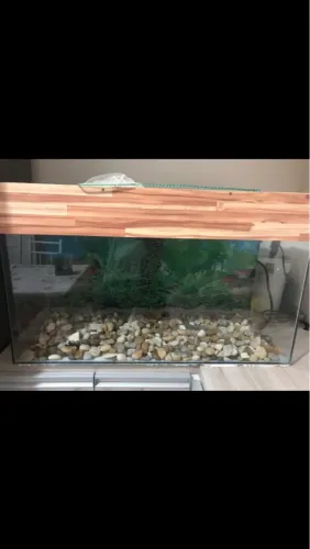 Aquário com tampa de madeira