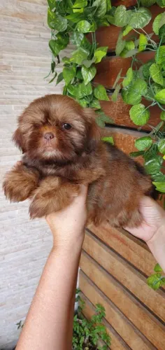 Shih-tzu macho solido