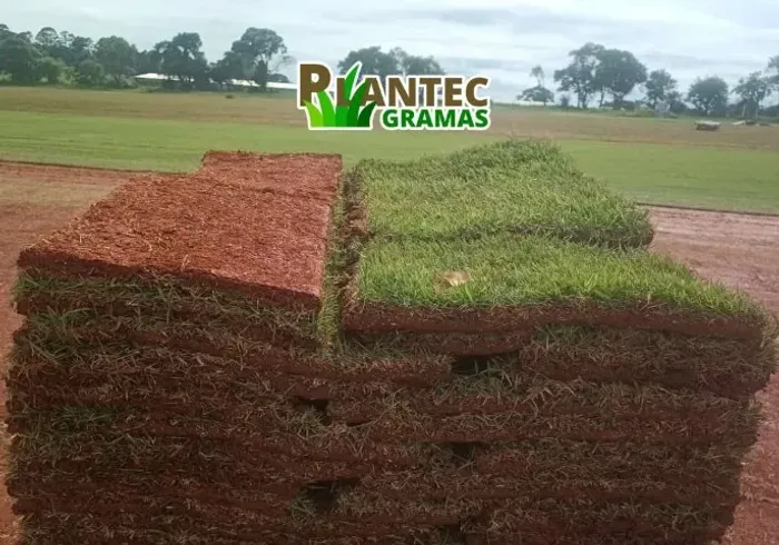Grama Natural - Esmeralda em Placas