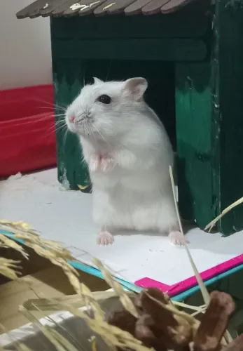 Hamster anão russo fêmea