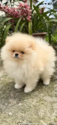 Spitz Alemão Bolinhas de Energia e Amor!