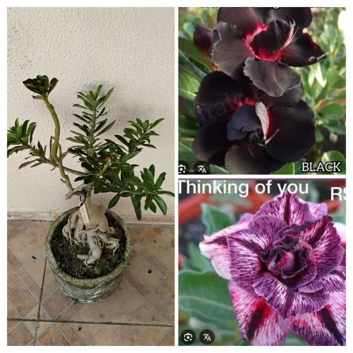 Adenium - Rosa do Deserto