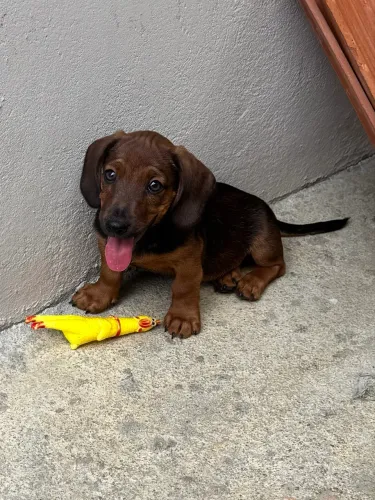 mini salsichinha macho