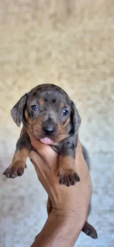 linguicinha linda