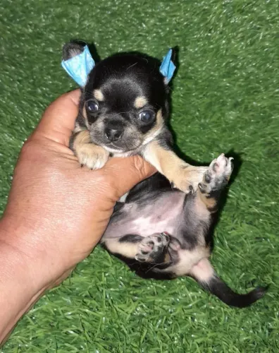Chihuahua Black Tan. Fofura de 4 patas.!